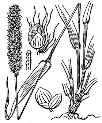 Pigeon grass