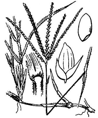 Bermuda grass Bermuda grass