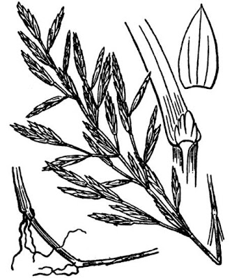 Cutandia Grass Cutandia Grass
