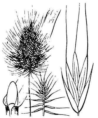 Bristly dogstail grass Bristly dogstail grass
