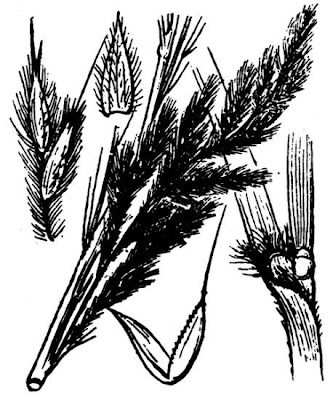 Ravenna grass Ravenna grass
