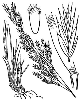 Festuca dei boschi