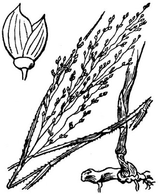 Escalracho
