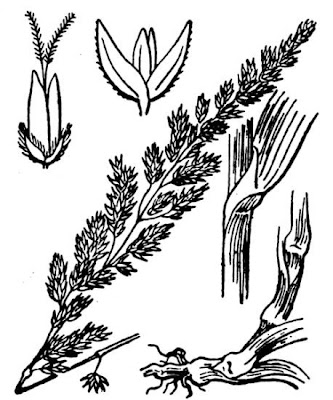 Gardener's-garters