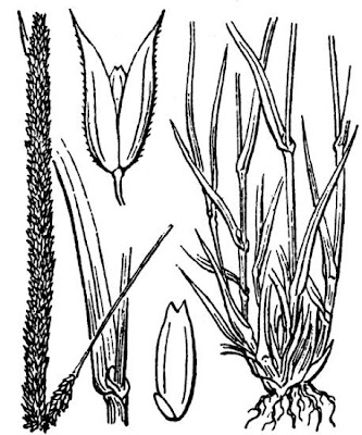 Boehmer's cat's-tail Boehmer's cat's-tail