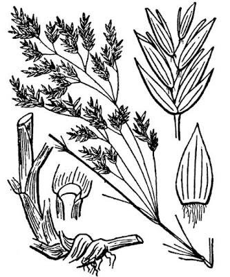 Fienarola ibrida