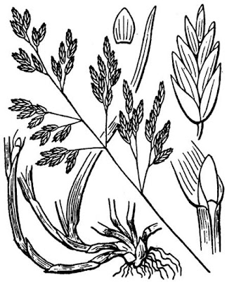 Hierba de punta