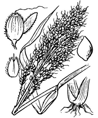 Broom-corn Broom-corn
