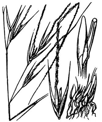 Lino delle fate giunchiforme Lino delle fate giunchiforme