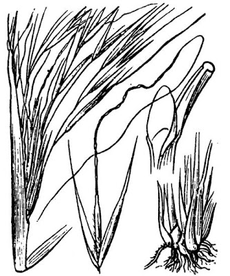 Lino delle fate capillare
