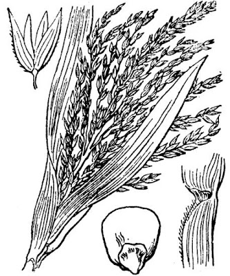 Frumentone