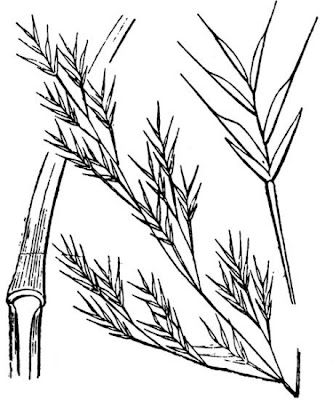 Festuca annuale Festuca annuale