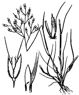 Pabbio