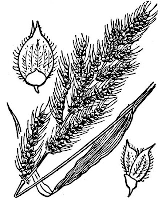 Echinochloa crus-galli,
arrocillo,
barnyard grass,
barnyardgrass,
cockspur,
cockspur grass,
echinochloa pied-de-coq,
gew&ouml;hnliche H&uuml;hnerhirse,
Giavone comune,
H&uuml;hnerhirse,
Japanese millet,
large barnyard grass,
pata de gallo