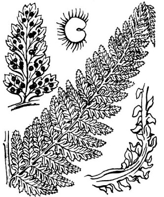 Felce alpestre