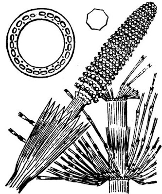 Equisetum telmateia Ehrh.