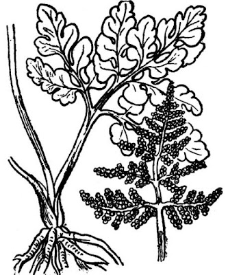Broadleaf grapefern Broadleaf grapefern