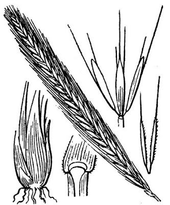 Bulbous barley Bulbous barley