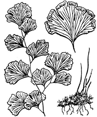 Adiantum capillus-veneris L.
