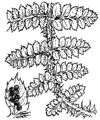 Braun's holly fern Braun's holly fern