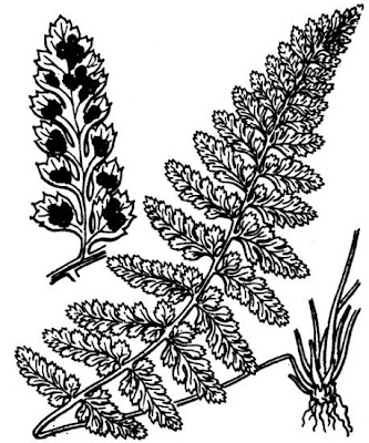 Asplenium foreziense Legrand ex Magnier