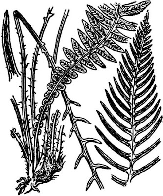 Deer fern Deer fern