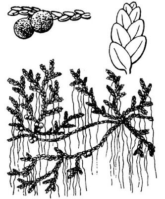 Azolla,
azolla,
Fairy Moss,
mosquito ferns,
mosquitofern,
water ferns Azolla,
azolla,
Fairy Moss,
mosquito ferns,
mosquitofern,
water ferns
