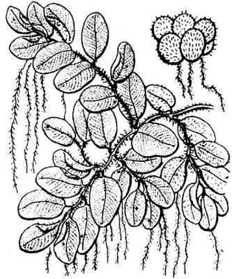 Eared watermoss