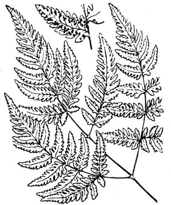Felce delle Querce