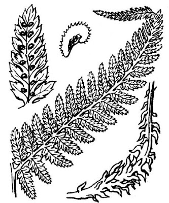 Lady fern Lady fern