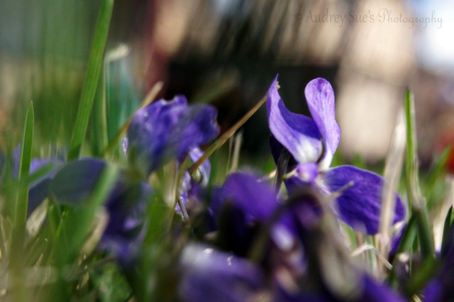 [purpleflowers[14].jpg]
