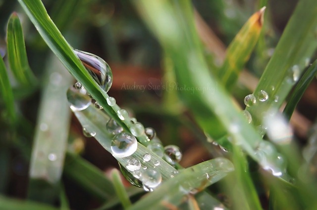 [dew2[12].jpg]