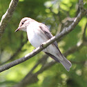 Spotted Flycatcher