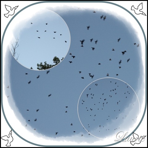 [bird mos[2].jpg]