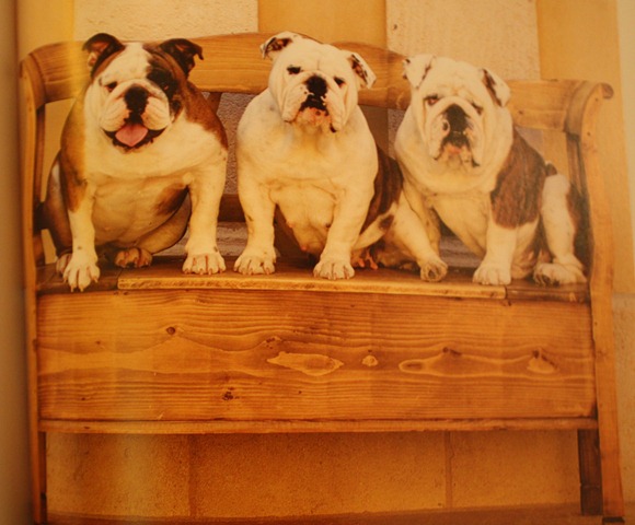 [dogsonbnch6.jpg]