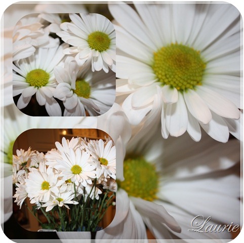[daisy-mos3.jpg]