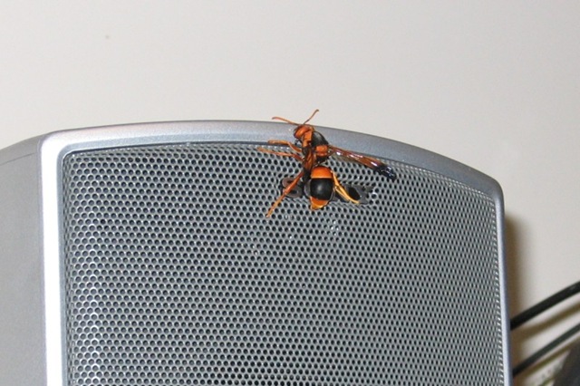 [wasp[8].jpg]