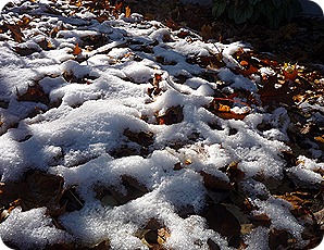 P1010881 P1010881