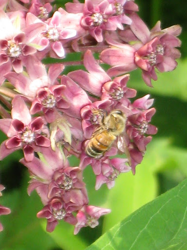 honeybee