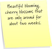 [blossoms[3].png]