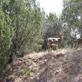 We find deer grazing in the canyon.