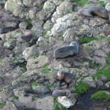 New Zealand fur seals