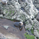 A New Zealand fur seal looking right at us!