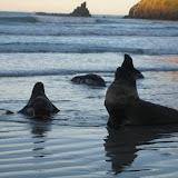 New Zealand (Hooker) sealions enjoying the waves