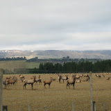 Farm raised deer alongside the road to Te Anau