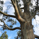Fun looking tree at Lake Te Anau