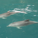 We were lucky enough to see dolphins on our Milford Sound boat cruise!