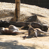 Look how relaxed the kangaroos are!