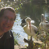 Dan poses with teh pelicans at the Melbourne zoo.