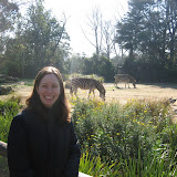 Katie with the zebras at Melbourne zoo